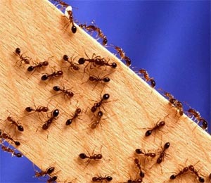 صفی از مورچه ها