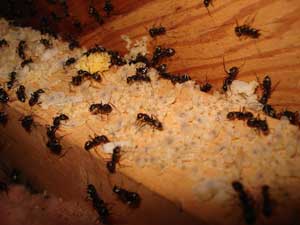 نا‌بودی مورچه‌های مزاحم در خانه