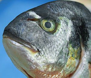 راههای تشخیص ماهی سالم از فاسد