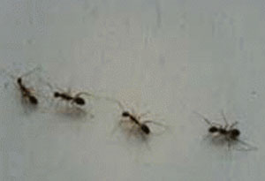 ۱۲ راه مبارزه با مورچه‌ها در خانه