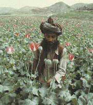 تجارت تریاك و پیامدهای آن در افغانستان