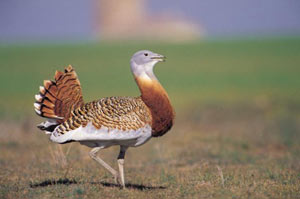 خطر انقراض پرنده مرغ و میش