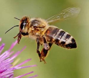 زنبور عسل، طبیب طبیعت