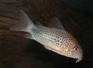 معرفی ماهی Corydoras similis / کوری خال سیاه