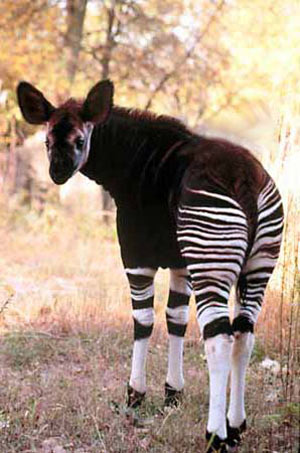 اوکاپی  okapi