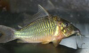معرفی ماهی Brochis multiradiatus / بروچیس باله بلند