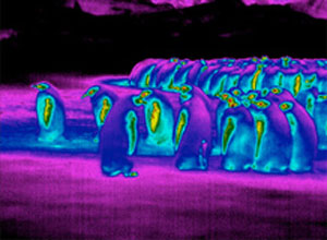 پنگوئن‌ها چگونه با هوای سرد قطبی سازگار شده‌اند