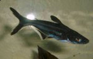 معرفی ماهی Pangasius پنگوسی گیاهخوار