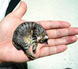 کوچک‌ترین جانوران روی زمین
