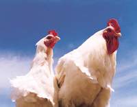 تغییر جنسیت در مرغ ها
