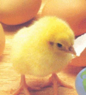 فاکتورهای موثر بر تولید تخم مرغ در گله های تخمگذار