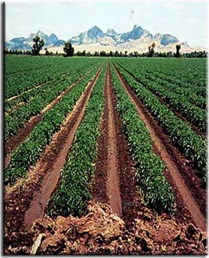 گزینه های نوبرای توسعه پایدار کشاورزی در مناطق نیمه خشک