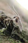 شناسایی و معرفی شیرونومیده سواحل جنوبی دریای خزر Chironomus albidus Diptera Chironomidae