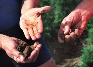 دلایل بروز فشردگی خاک در فضای سبز و راه های کنترل آن