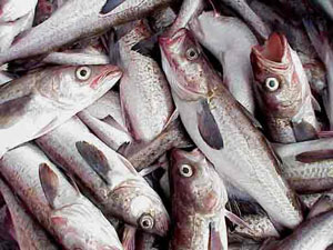 سازمانهای مدیریت ماهیگیری منطقه ای , ابزار اجرایی موازین حقوق بین الملل فائو