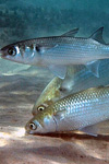 مطالعه چرخه تولید مثل و بافت شناسی رسیدگی تخمک در ماهی کفال خاکستری Mugil cephalus در شرایط پرورشی