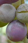 اثر شرایط محیطی روی رهاشدن, جوانه زنی و بیماری زایی آسکوسپورهای Uncinula necator عامل بیماری سفیدک سطحی انگور