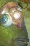 گزارش موارد مشکوک به سندرم قرحه ای همه گیر در ماهی طلایی
