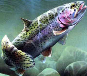 ارائه راهکار جهت استفاده بهینه از منابع آبی در پرورش ماهیان سرد آبی