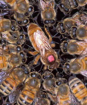 نقش ملکه در کندوی زنبور عسل