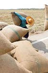 عوامل مؤثر بر میزان عرضه برنج در کشور