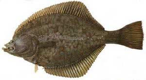 بیولوژی و پرورش پهن ماهی چپ گرد جنوبی