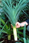 بررسی تنوع ژنتیکی توده های تره ایرانی Allium ampeloprasum با استفاده از نشانگر رپید RAPD
