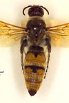 بررسی تاکسونومی زنبورهای قبیله Scoliini Hym Scoliidae در استان تهران