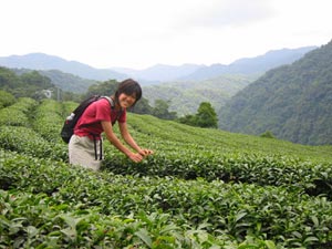دولت سریلانکا چای سیلان را تضمین می نماید