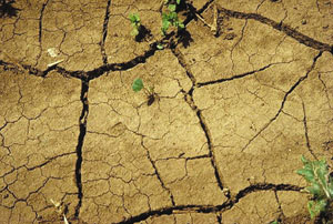 تاثیر خشکسالی بر جنگلهای استان کهگیلویه و بویراحمد