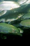 مقایسه لقاح خشک و نیمه خشک تخم ماهی قزل آلا رنگین کمان Oncorhynchus mykiss با تاکید بر میزان ماندگاری لارو