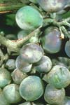 بررسی نقش کلیستوتسیوم در زمستان گذرانی Uncinula necator Schw Burr عامل بیماری سفیدک سطحی انگور در استان خراسان