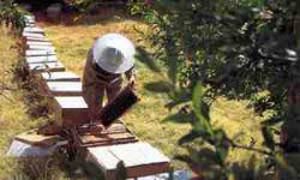 چالش ها و راه کارهای صنعت زنبورداری