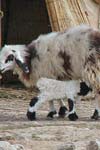 تخمین روندهای فنوتیپی, ژنتیکی و محیطی برخی از صفات مربوط به رشد در گوسفند بختیاری