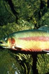 تاثیر محلولهای فعال کننده بر افزایش میزان لقاح در ماهی قزل آلای رنگین کمان Oncorhynchus mykiss