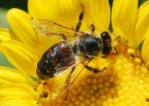 اسراری از زندگی زنبور عسل