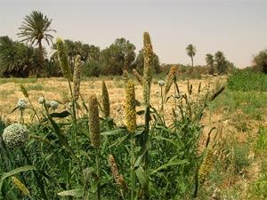 ارزن مرواریدی