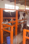 اندازه بهینه گاوداری های تولید کننده شیر در استان فارس