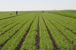 مقابله با انحصار و رانت خواری طرح جامع خشکسالی و تقویت تشکل های کشاورزی