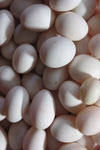 ضد عفونی و تمیز کردن تخم مرغهای جوجه کشی