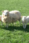 اثرات بیهوشی با زایلازین کتامین بر روی درجه حرارت, تنفس, ضربان قلب, فشار خون سرخرگی و گازهای خونی در گوسفند