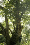 تدوین برنامه خشک کردن چوب ممرز Carpinus betulus به ضخامت ۷ ۵ سانتی متر در کوره