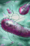 بررسی فراوانی فیمبریه F۵ در باکتری های E coli جدا شده از گوساله های مبتلا به اسهال در شهرستان اراک