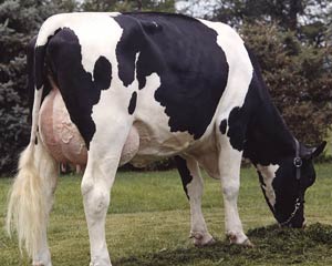 شناسایی ژن های موثر بر روی کیفیت شیر در گاوهای شیری