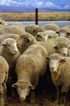 برآورد پارامترهای ژنتیکی صفات رشد در گوسفند کردی شمال خراسان