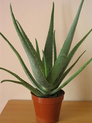 Aloe Vera