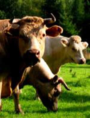اتلاف مواد خوراکی و راه کارهای جلوگیری و کاهش آن در مزارع گاو شیری