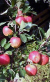 تحلیل مقایسه ای کارائی فنی واحدهای پرورش سیب درختی به روش های تیمر
