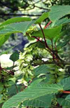 اثر مبداء بذر روی زی توده و رشد اولیه افرا Acer velutinunm Boiss