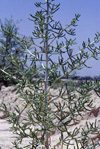 بررسی تاثیر شوری بر جوانه زنی بذر گیاه اشنان Seidlitzia rosmarinus